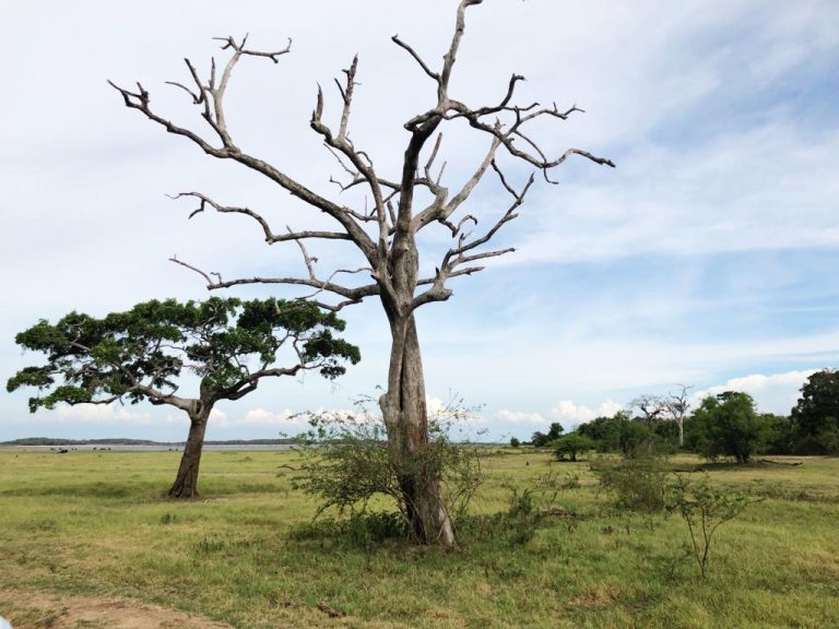 Kleine Charlotte Sooryawasala Pension in Andurubebila, Sri Lanka – umgeben von Natur