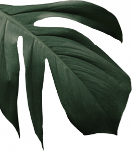 Kleine Charlotte Restaurant Sooryawasala Pension Sri Lanka grünes Blatt links