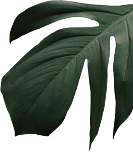 Kleine Charlotte Restaurant Sooryawasala Pension Sri Lanka grünes Blatt rechts