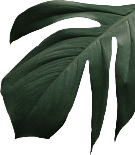 Kleine Charlotte Restaurant Sooryawasala Pension Sri Lanka grünes Blatt rechts